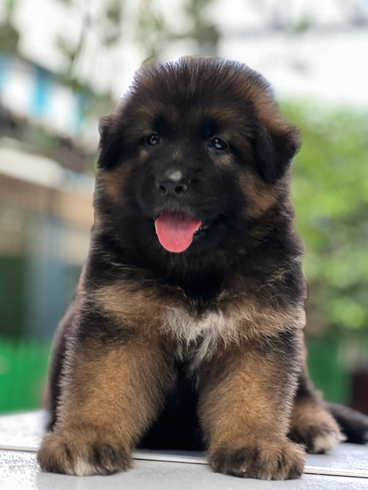 Buy Vaccinated  German Shepherd Puppy from Jaipur